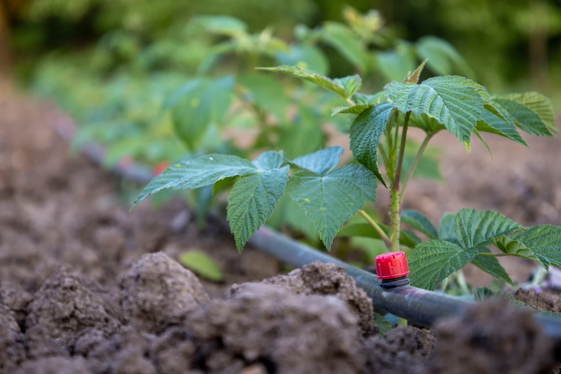 Young raspberry plants with drip irrigation