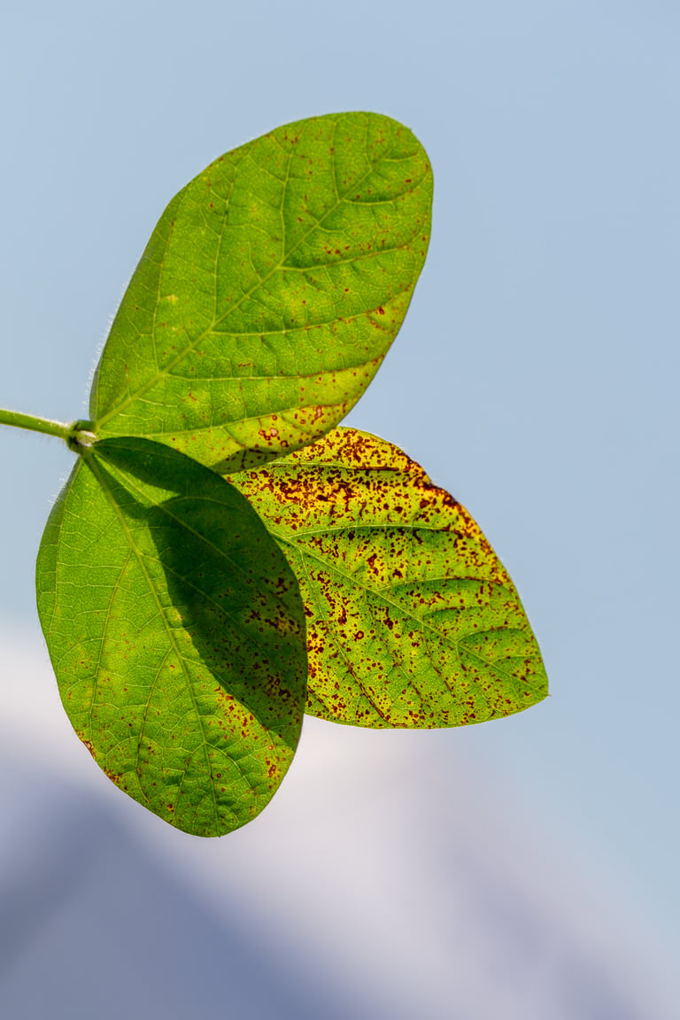 soybean leaf septoria close-up